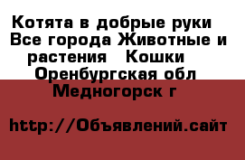 Котята в добрые руки - Все города Животные и растения » Кошки   . Оренбургская обл.,Медногорск г.